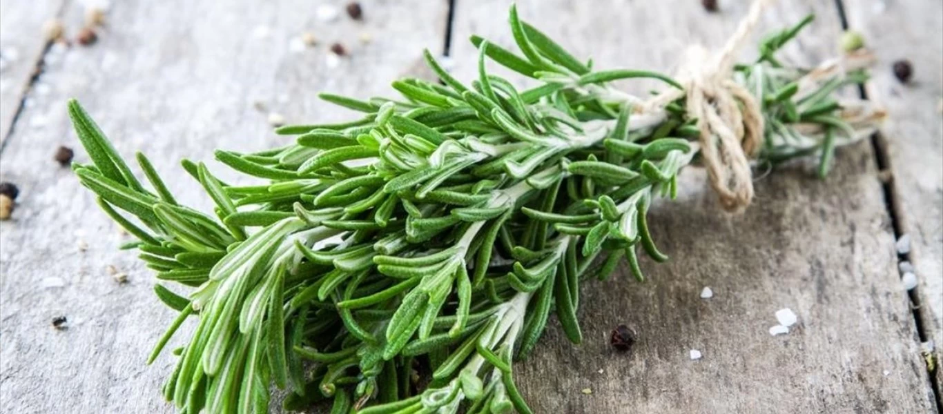 Δενδολίβανο: Το «μαγικό» μυρωδικό που βελτιώνει την μνήμη και τους βαθμούς στα γραπτά!